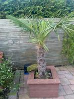 Mooie Palmboom in Pot, Tuin en Terras, Volle zon, Vaste plant, Bloeit niet, Ophalen