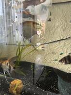 Maanvissen, Dieren en Toebehoren, Vis, Zoetwatervis, Schoolvis