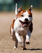 Staffordshire bullterrier dekreu engelse stafford, Dieren en Toebehoren, Honden | Dekreuen, 3 tot 5 jaar, Reu, Nederland, Eén hond