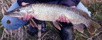 Set G 3 & G 4 van elk 2 Baars / Snoekspinners met streamer beschikbaar voor biedingen