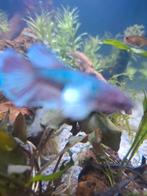 Twee mooie Betta's, Vis