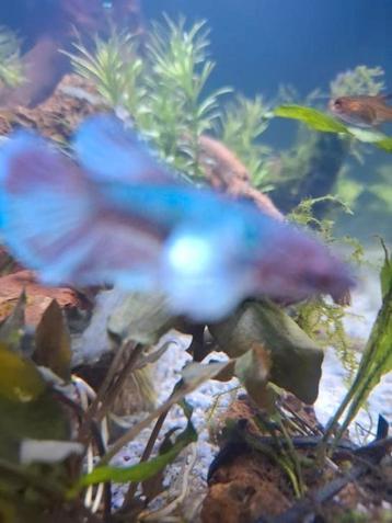 Twee mooie Betta's  beschikbaar voor biedingen