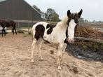 Diverse jonge paarden te koop, Meerdere dieren, Niet van toepassing, Gechipt, 0 tot 2 jaar