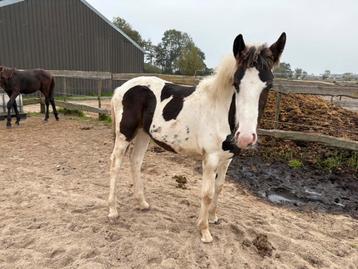 Diverse jonge paarden te koop beschikbaar voor biedingen