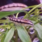 Botia sidthimunki, Vis