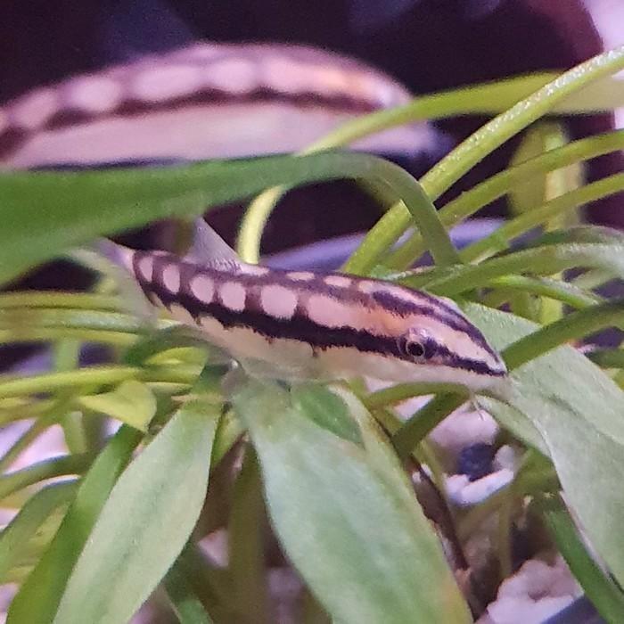 Botia sidthimunki, Dieren en Toebehoren, Vissen | Aquariumvissen, Vis