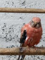 Bourke parkieten 2025, Dieren en Toebehoren, Meerdere dieren, Parkiet