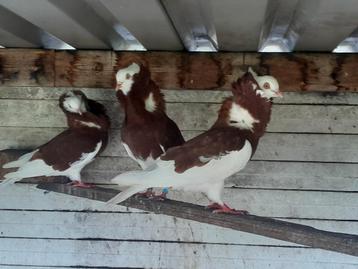 Oud hollandse kapucijner duiven rood beschikbaar voor biedingen