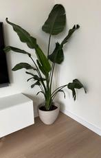 Strelitzia, 180cm hoog, Huis en Inrichting, Kamerplanten, Ophalen, Overige soorten, 150 tot 200 cm