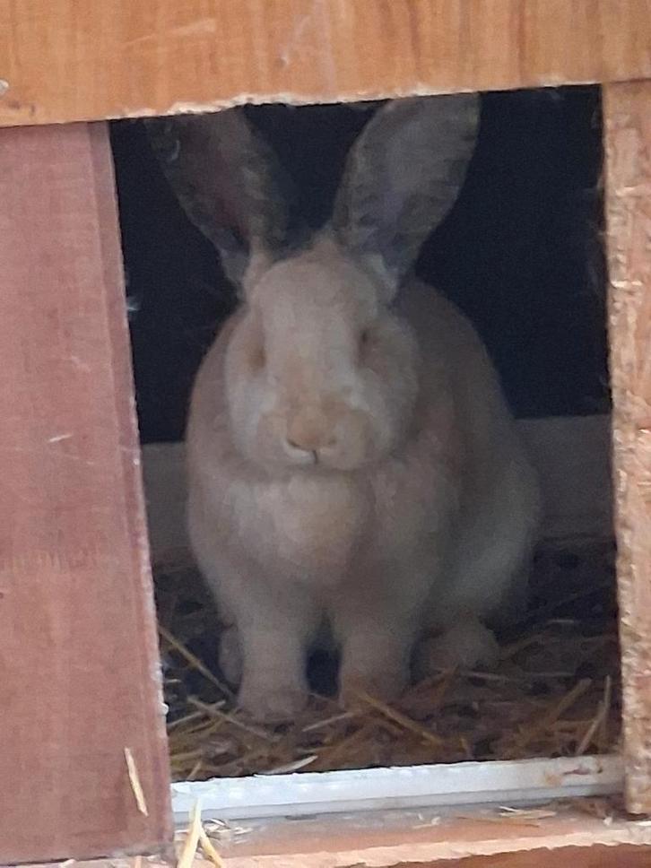 Vrouwtje vlaamse reus, Dieren en Toebehoren, Konijnen, Groot, Vrouwelijk