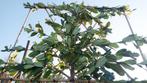 Groenblijvende leibomen| Leiphotinia | Leiaurier | Olijfwilg, Tuin en Terras, Planten | Bomen, In pot, Leiboom, Halfschaduw, Ophalen of Verzenden