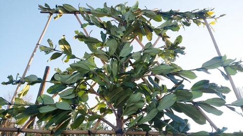 Groenblijvende leibomen| Leiphotinia | Leiaurier | Olijfwilg, Tuin en Terras, Planten | Bomen, Leiboom, 250 tot 400 cm, Halfschaduw