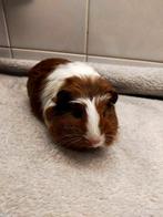 Iieve baby cavia 8 weekjes jong, Dieren en Toebehoren, September, Mannelijk, Cavia