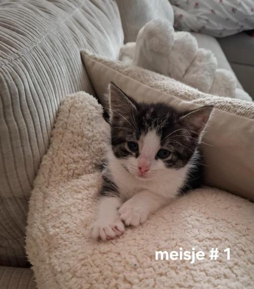Kitten, Dieren en Toebehoren, Katten en Kittens | Raskatten | Korthaar, Meerdere dieren, 0 tot 2 jaar, Ontwormd