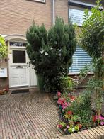 Conifeer boom, Ophalen, Bloeit niet, Halfschaduw, Overige soorten