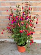 Fuchsia rek, Tuin en Terras, Planten | Tuinplanten, Ophalen of Verzenden, Zomer, Overige soorten, Volle zon