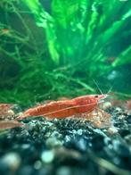 Neocaridina garnalen Red Cherry vuurgarnalen, Kreeft, Krab of Garnaal