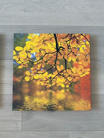 Fotocanvas 40x40x3 cm tak met gele bladeren boven water beschikbaar voor biedingen