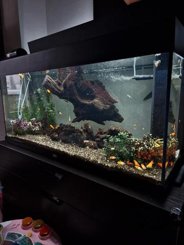 Aquarium Juwel Rio 180L beschikbaar voor biedingen