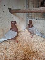 Vinkduiven in diverse kleuren, Dieren en Toebehoren, Vogels | Duiven, Meerdere dieren, Overige soorten