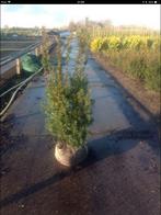 Taxus media Hicksii diverse maten, Ophalen