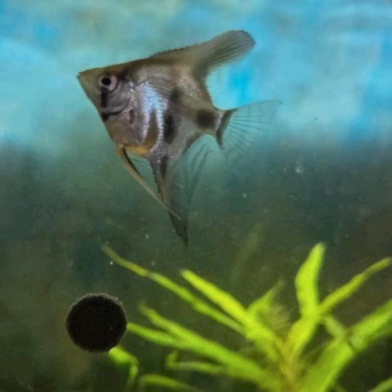 Maanvissen. Eigen kweek., Dieren en Toebehoren, Vissen | Aquariumvissen, Vis