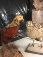 Taxidermie; vogels aangeboden ter overname., Dieren en Toebehoren, Overige Dieren, Januari, Meerdere dieren