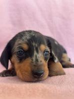De allerknapste dwergteckel puppy's ️, Dieren en Toebehoren, Honden | Teckels en Dashonden, Rabiës (hondsdolheid), 8 tot 15 weken