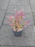 Bloemwilg (itea henry's garnet), Vaste plant, Halfschaduw, Zomer, Ophalen