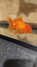 Oranda goudvis, Dieren en Toebehoren, Vis