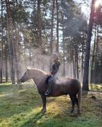 Schwarzwalder fuchs ruin, Dieren en Toebehoren, Pony's, E pony (1.48m - 1.57m), B, Ruin, Gechipt