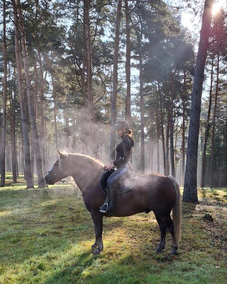 Schwarzwalder fuchs ruin, Dieren en Toebehoren, Pony's, Ruin, B, E pony (1.48m - 1.57m), Recreatiepony, 11 jaar of ouder, Gechipt