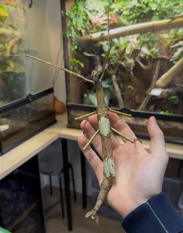 Phasma gigas nymphen beschikbaar voor biedingen