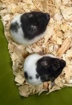 Goudhamsters, Dieren en Toebehoren, November, Vrouwelijk, Hamster