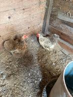 Cochin kriel zijdeveer, Dieren en Toebehoren, Pluimvee, Vrouwelijk, Kip