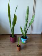 Sanseveria vrouwentong pot met stekkies kopen vanaf 2 euro, Ophalen, Overige soorten, Halfschaduw, In pot