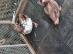 Stel kwakers   35 euro, Dieren en Toebehoren, Pluimvee, Meerdere dieren, Kip