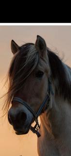 GEZOCHT lieve ( kruising) fjord, Dieren en Toebehoren, Pony's, Meerdere dieren, E pony (1.48m - 1.57m), Recreatiepony, 11 jaar of ouder