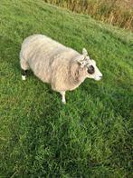 Mak schaap, Dieren en Toebehoren, Schapen, Geiten en Varkens, Vrouwelijk, Schaap