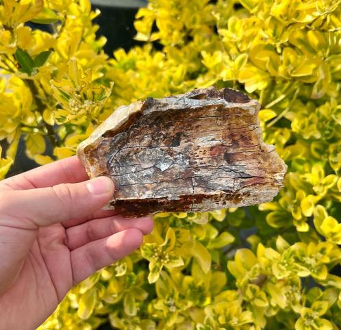 Mammoet Slagtand Ivoor, Verzamelen, Mineralen en Fossielen, Fossiel, Ophalen of Verzenden
