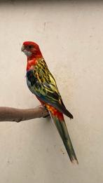 0-1 opaline split golden en blauw, Dieren en Toebehoren, Vogels | Parkieten en Papegaaien, Meerdere dieren, Parkiet, Geringd