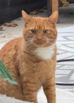 Iemand die deze kat kwijt is?, Dieren en Toebehoren, Vermiste en Gevonden Dieren, Kat