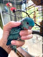Gereserveerd, Dieren en Toebehoren, Vogels | Parkieten en Papegaaien, Meerdere dieren, Parkiet, Tam