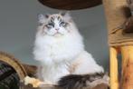 Ragdoll Dekkater Seal Point Bicolor Lynx (NIET TE KOOP), Kater, Met stamboom, 0 tot 2 jaar