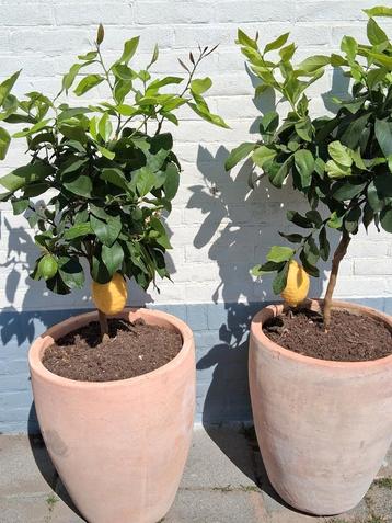 Citrus bomen in terracotta pot  beschikbaar voor biedingen