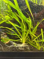 Vallisneria gigantea stekjes €1, Dieren en Toebehoren, Vissen | Aquaria en Toebehoren, Ophalen of Verzenden, Zo goed als nieuw