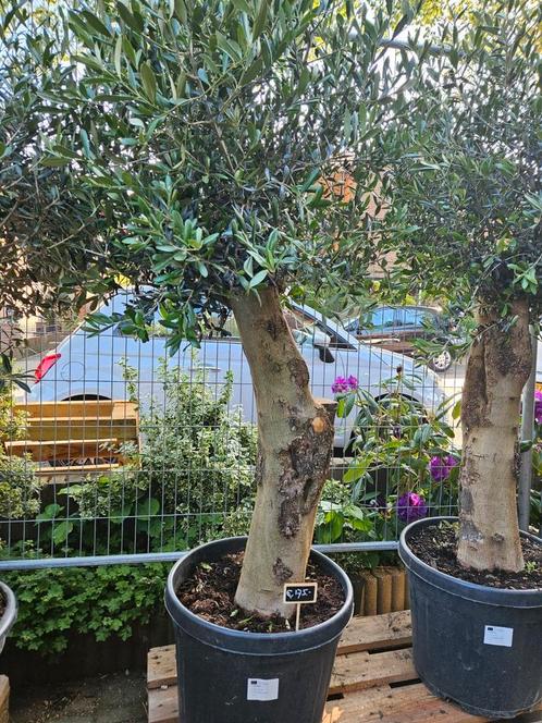 Olijfbomen dikke grillige stam - bezorgd in/om Hilversum, Tuin en Terras, Planten | Bomen, Olijfboom, 100 tot 250 cm, Volle zon
