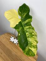 Philodendron Florida Beauty x Paraiso Verde Bladstek, Ophalen of Verzenden, Overige soorten, Minder dan 100 cm