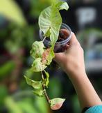 Syngonium milk confetti, Huis en Inrichting, Kamerplanten, Ophalen of Verzenden