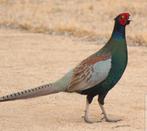 Viscolor fazanten GEVRAAGD, Dieren en Toebehoren, Pluimvee, Meerdere dieren, Kip